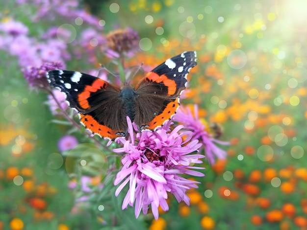 Zdjęcie makro motyla vanessa atalanta zbierająca nektar na astrach w słonecznych promieniach