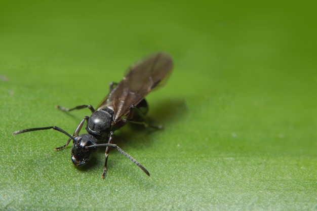 makro Mrówka ze skrzydłami