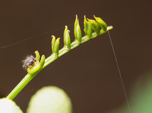 Zdjęcie makro mrówki na roślinach
