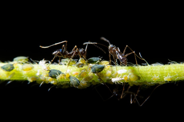 Makro- mszyce z mrówkami