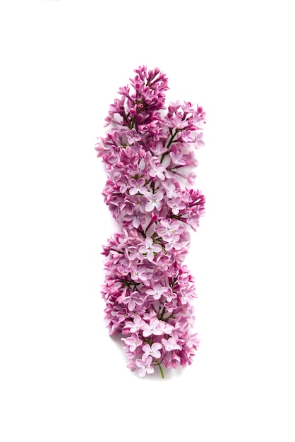 Makro obraz wiosennych miękkich fioletowych kwiatów bzu, gałąź bzu izolowana na białym tle