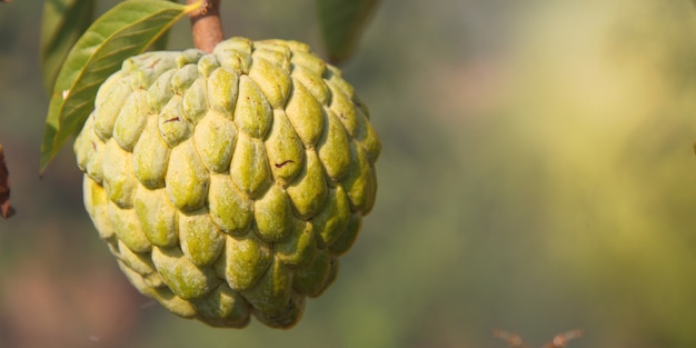 Makro Owocu Soursop Pośród Zielonych Kolorów Natury