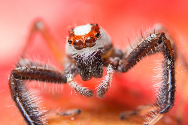 Makro- pająk na gałąź liść