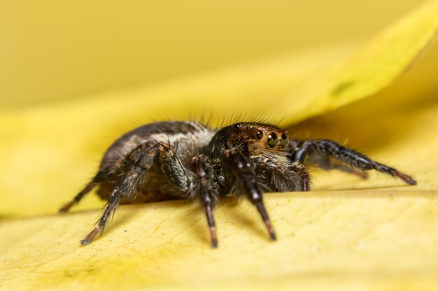 Makro- pająk na liściu
