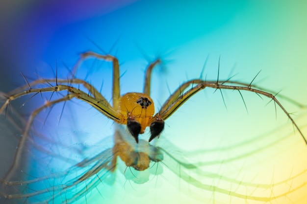Makro- pająka Żółty tło Kolorowy