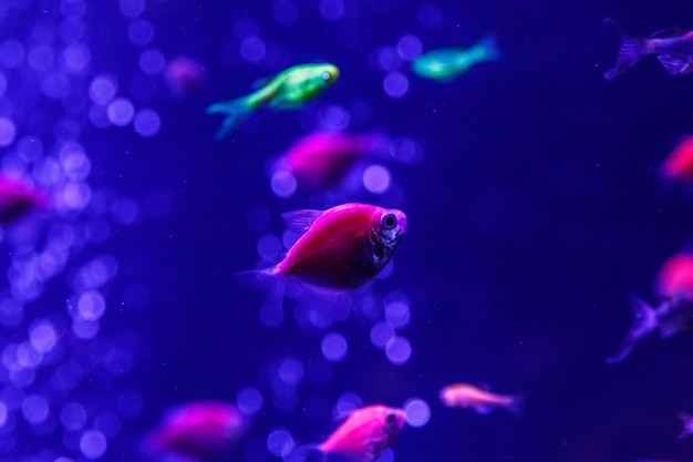 Makro Piękna Ryba Glo Tetra Ryba Danio Rerio