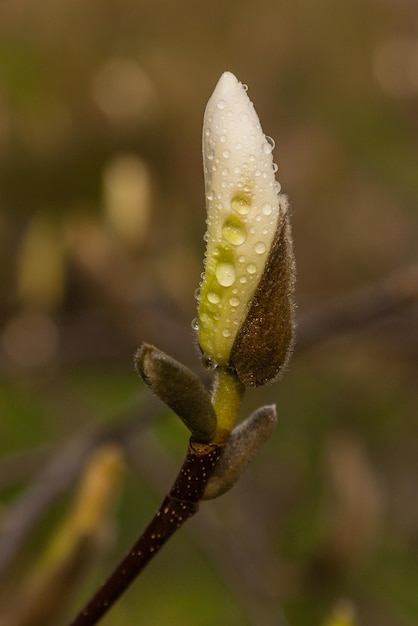 Makro pięknego pąka magnolii