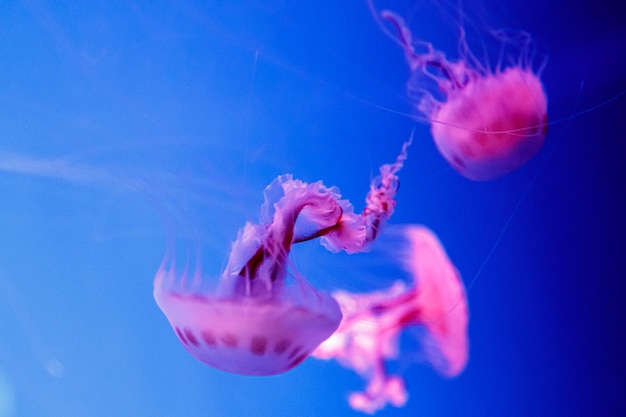 Makro pięknej meduzy chrysaora lactea