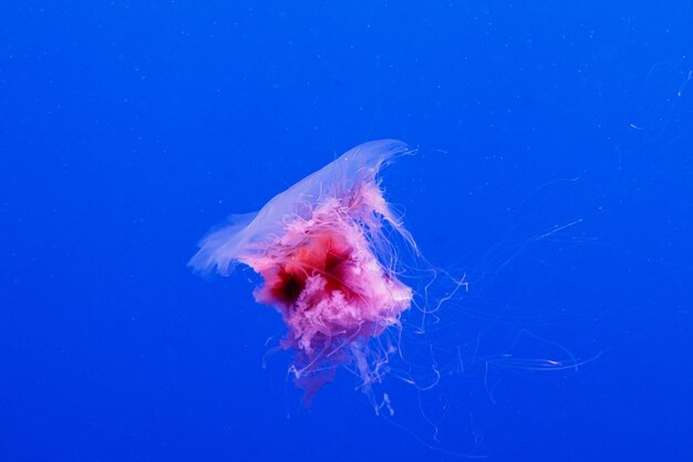 Makro Pięknej Meduzy Cyanea Capillata