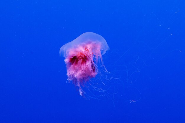 Makro pięknej meduzy cyanea capillata