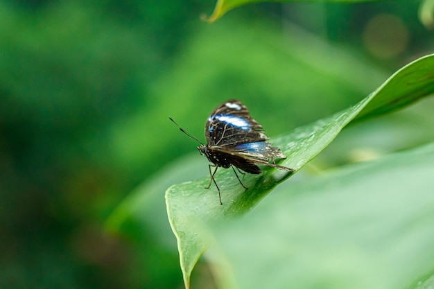 Makro piękny motyl Morpho helenor