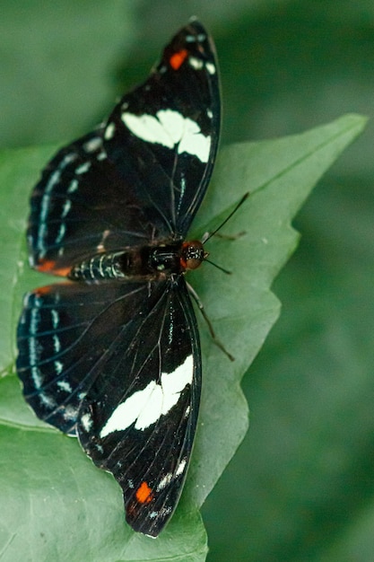 Makro piękny motyl Papilio aegeus