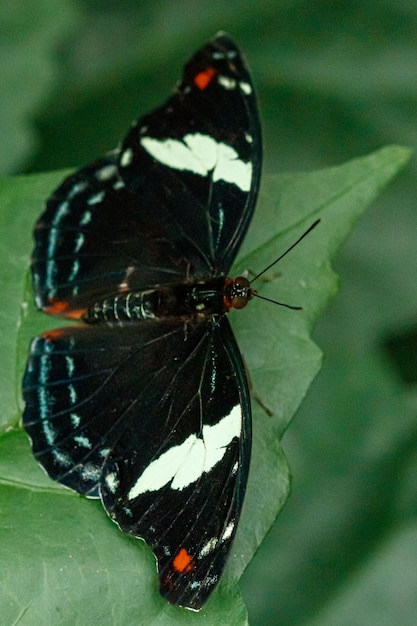 Makro piękny motyl Papilio aegeus