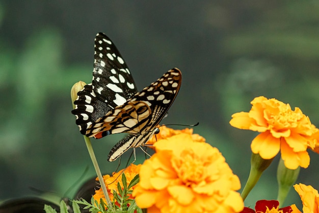 Makro piękny motyl Papilio demoleus