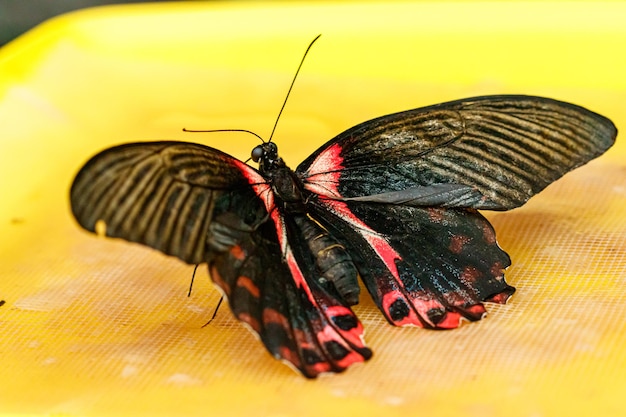 Makro piękny motyl Papilio rumanzovia