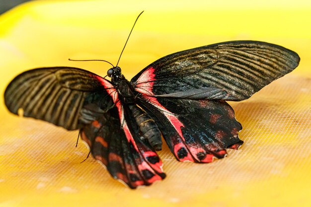 Makro piękny motyl Papilio rumanzovia