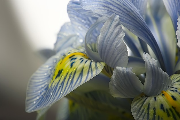 makro płatki orchidei tło / lato kwiatowy tło, tekstura płatków kwiatów, szczegóły makro