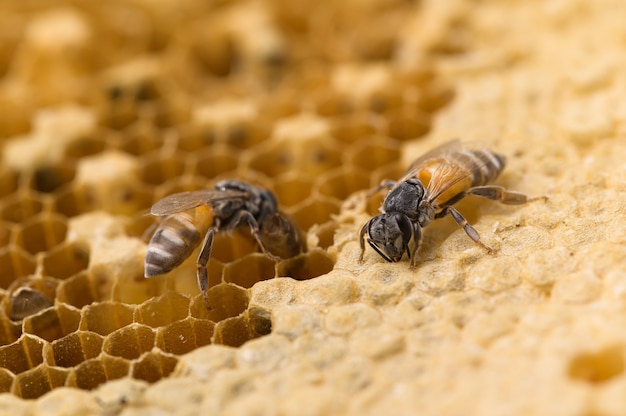 Makro pszczół i natura plastra miodu