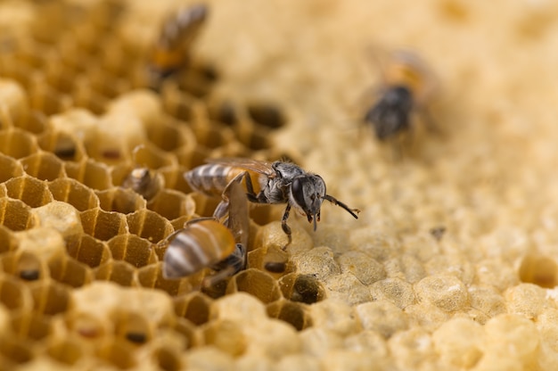 Makro pszczół i natura plastra miodu