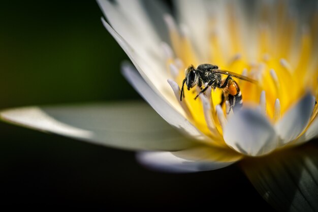 Makro pszczoły zbierającej pyłek w biały dziki kwiat