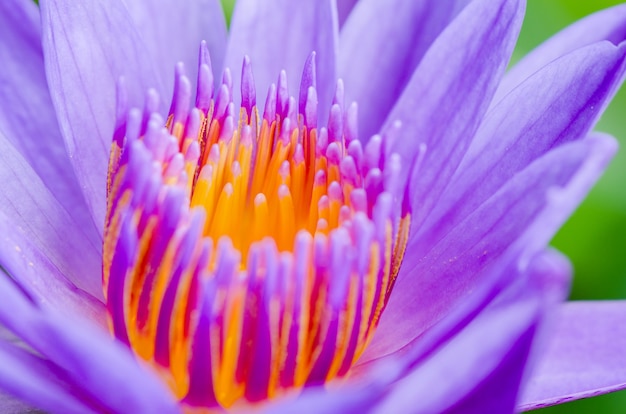 Zdjęcie makro pyłek fioletowego lotosu (nymphaea nouchali), piękny kwiat w tajlandii