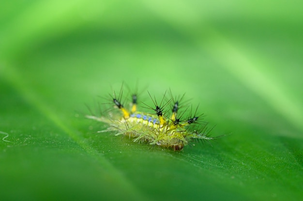 Makro robak ślimak zielony w przyrodzie