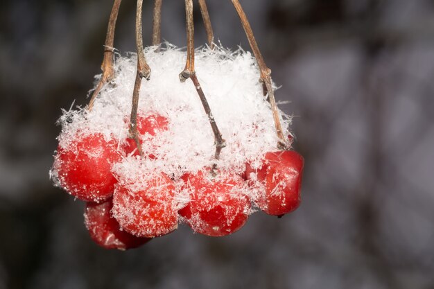 Zdjęcie makro rowan w hoarfrost