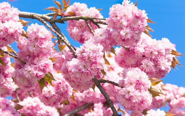 Makro Różowy Japoński Kwiat Gałązki Wiśni Na Tle Błękitnego Nieba