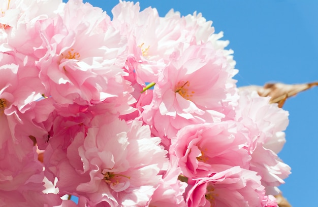 Makro różowy japoński kwiat gałązki wiśni na tle błękitnego nieba