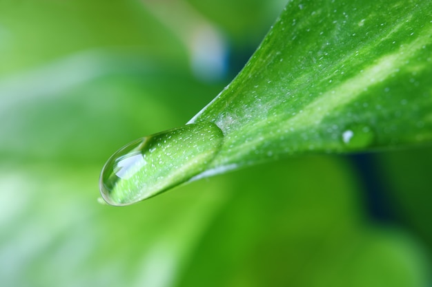 Makro Shot Crystal Clear Water Droplet na jasnozielonym liściu