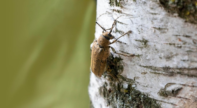 Makro shot of Longhorn beetle Cerambycidae na gałęzi drzewa