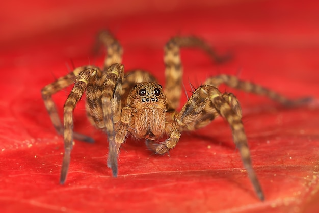 makro skoczek pająka, arachnofobia, piękny pająk skaczący, jadowity pająk