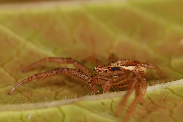 makro skoczek pająka, arachnofobia, piękny pająk skaczący, jadowity pająk