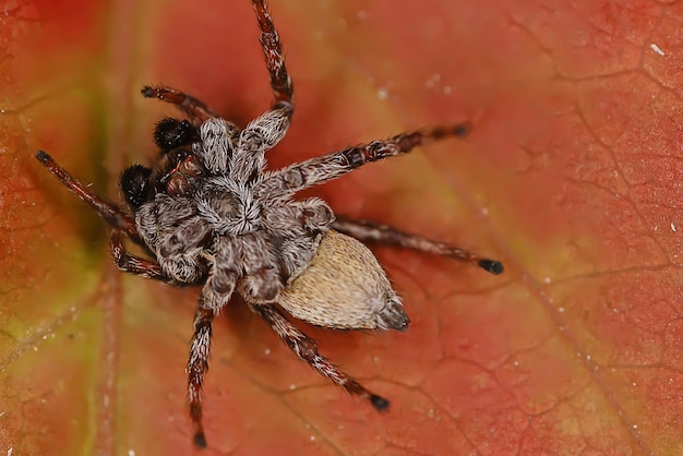 makro skoczek pająka, arachnofobia, piękny pająk skaczący, jadowity pająk