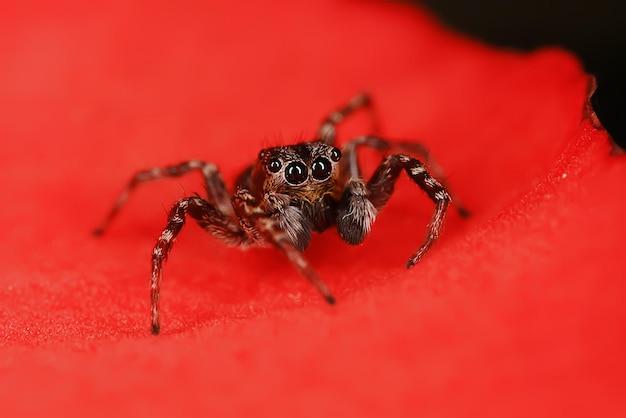 makro skoczek pająka, arachnofobia, piękny pająk skaczący, jadowity pająk