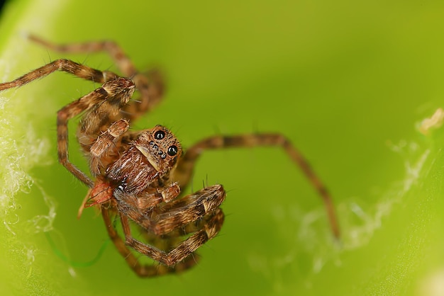 makro skoczek pająka, arachnofobia, piękny pająk skaczący, jadowity pająk