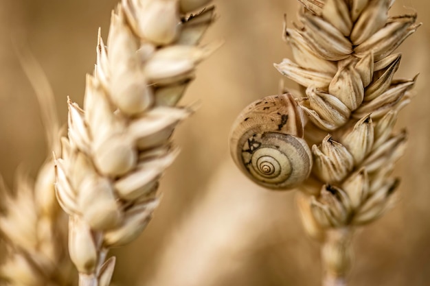 Makro Ślimak na Country Field Spike