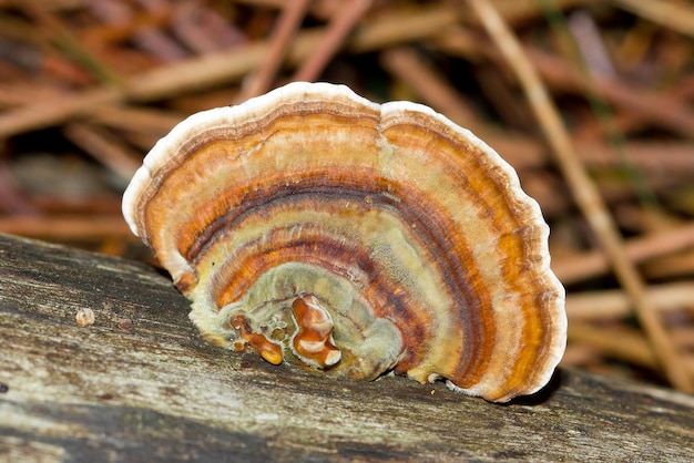 Makro strza? z kolorowych grzybów Trametes versicolor