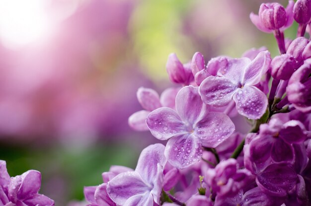 Makro strzał jasne fioletowe fioletowe kwiaty bzu.