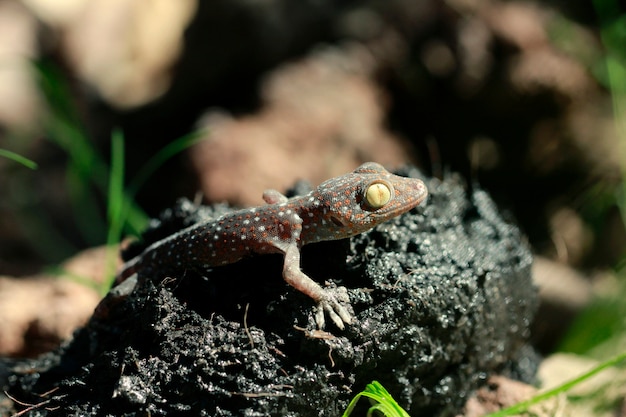 Makro- Strzał Tokajski Gekon (gekonu Gekon).