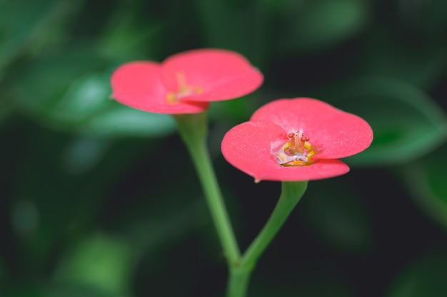Makro strzał z Red Euphorbia Milii kwiat kwitnący w ogrodzie kroplą wody deszczowej rosy.