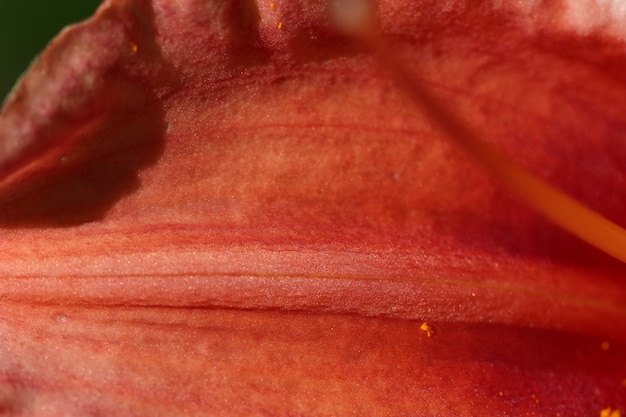 makro strzelać pomarańczowego płatka lilii w słońcu jako naturalne tło lub tekstura