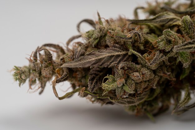 Makro suszona marihuana medyczna Zbliżenie liści konopi i kwiatów żeńskich Zdrowie psychiczne