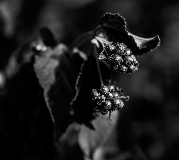 Makro-szczegóły dzikich fioletowych owoców z liśćmi nieostrymi w tle w czerni i bieli