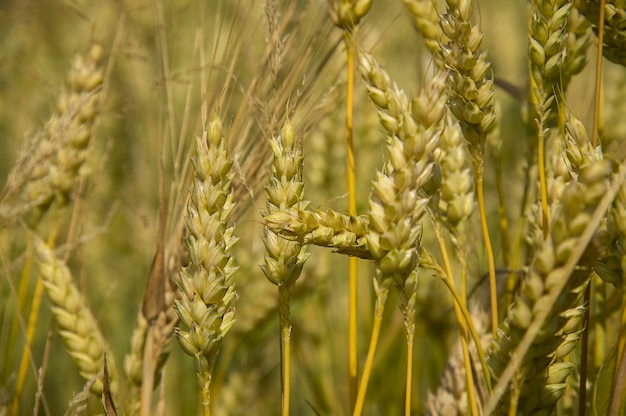 Makro szczegóły niektórych kłosów dojrzałego jęczmienia i gotowe do zbioru. Zdjęcia o najwyższym poziomie szczegółowości.