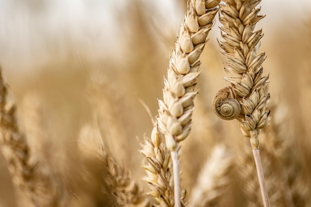 Makro-szczegóły organicznych kolców pszenicy z małym ślimakiem