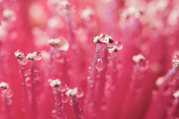 Makro- tło, woda opuszcza na różowych kwiatów płatkach