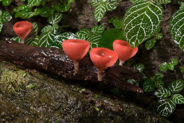 Makro tricholoma grupy cookeina (typ Ascomycota)