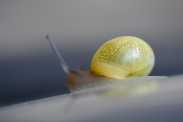 Makro ujęcie jasnożółtego ślimaka Ślimak białolipy lub ślimak ogrodowy Cepaea hortensis