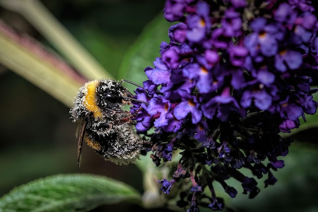 Makro-ujęcie pszczoły zapylającej fioletowe kwiaty na rozmytym tle